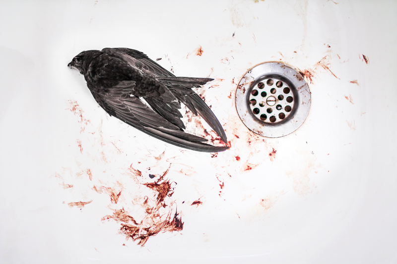 Photographe Libourne, oiseau mort dans un évier.